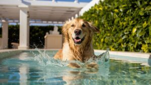 summer heat affect your dog