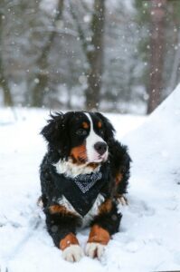 Do Dogs Feel Cold?