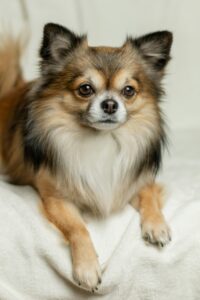 Chihuahua Dog Breeding