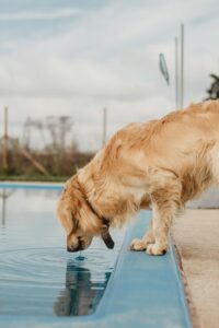 dog isn't drinking