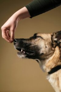 How to Become or Find a Dog Trainer