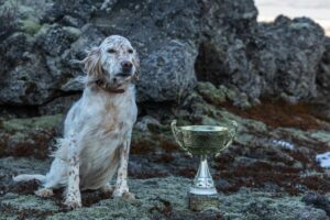 Irish Setter breeding