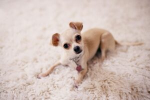 Chihuahua Dog Breeding