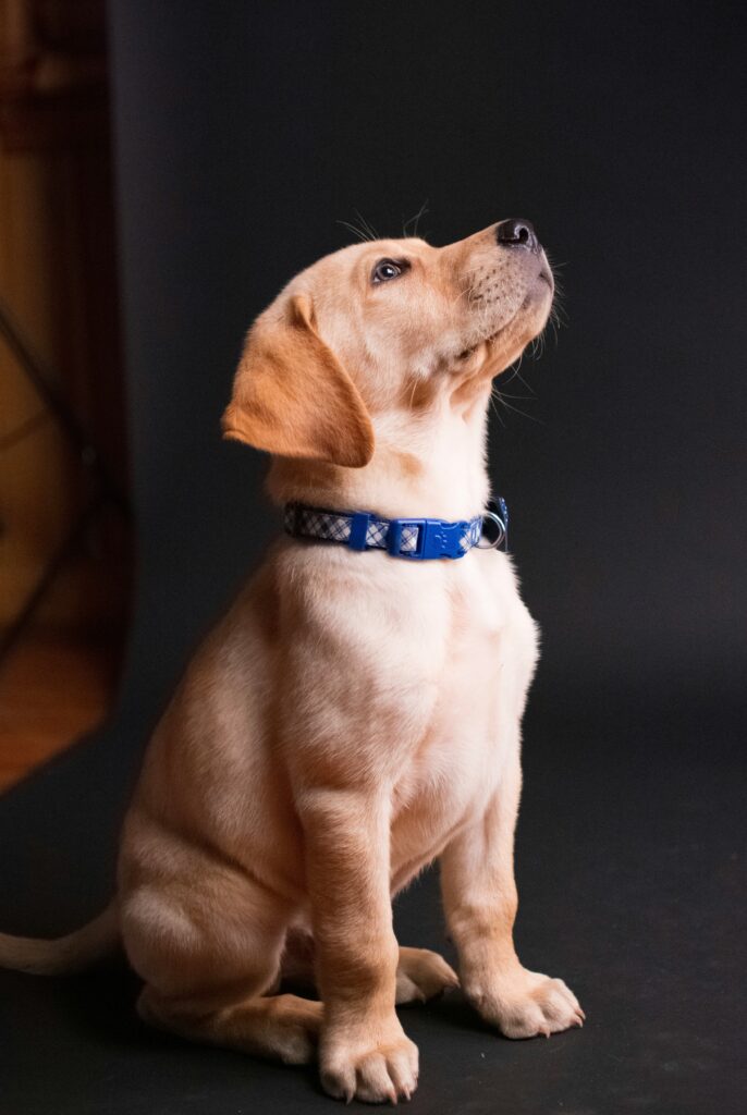 Collar or Harness for dog